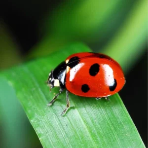 insecticide
