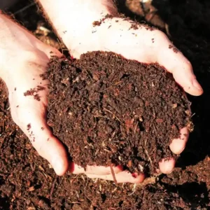 Vermicompost