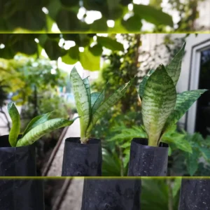 Snake Plants