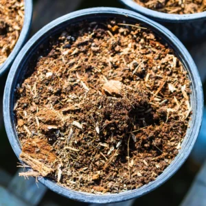 potting mix succelent