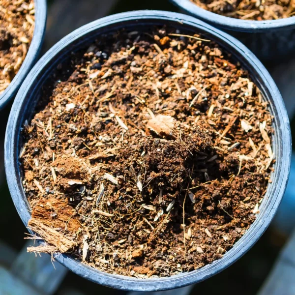 potting mix succelent