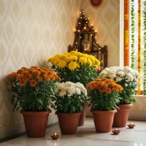 Shevanti for diwali