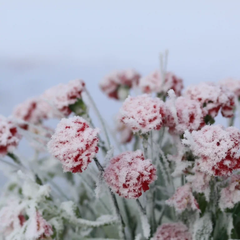 Winter Flowers