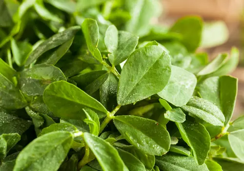 Fenugreek methi winter gardening vegetables