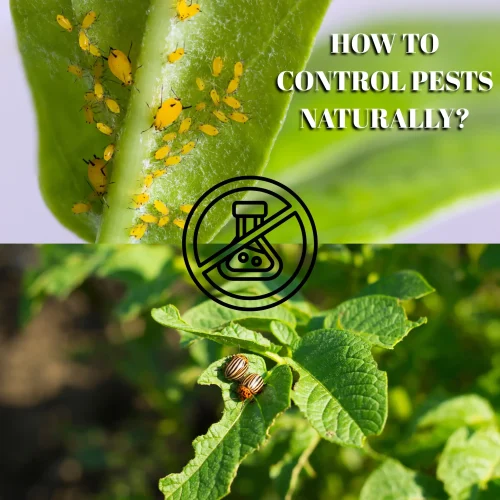 How to Naturally Control Garden Pests Without Chemicals